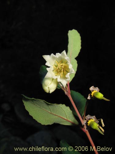 Crinodendron pataguaの写真