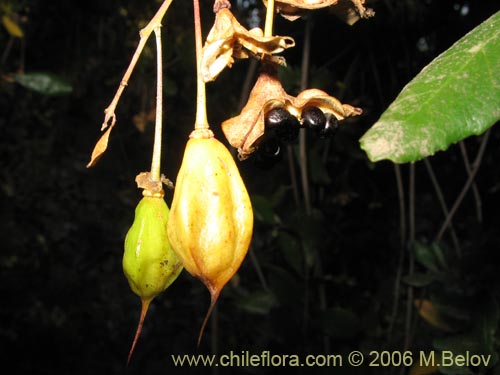 Bild von Crinodendron patagua (Patagua). Klicken Sie, um den Ausschnitt zu vergrössern.