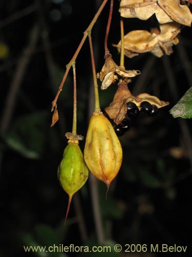 Crinodendron pataguaの写真