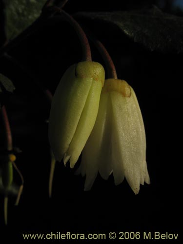 Фотография Crinodendron patagua (Patagua). Щелкните, чтобы увеличить вырез.