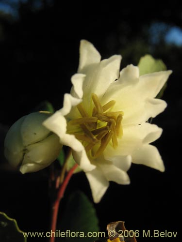 Image of Crinodendron patagua (Patagua). Click to enlarge parts of image.