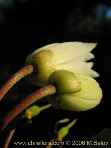 Imágen de Crinodendron patagua (Patagua). Haga un clic para aumentar parte de imágen.