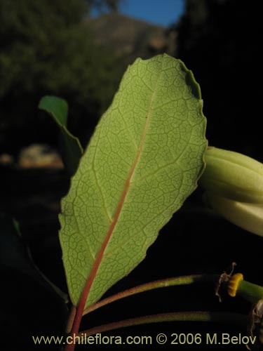 Фотография Crinodendron patagua (Patagua). Щелкните, чтобы увеличить вырез.