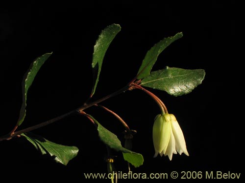 Image of Crinodendron patagua (Patagua). Click to enlarge parts of image.