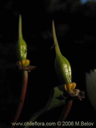 Bild von Crinodendron patagua (Patagua). Klicken Sie, um den Ausschnitt zu vergrössern.