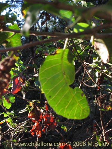 Imágen de Schinus latifolius (Molle). Haga un clic para aumentar parte de imágen.