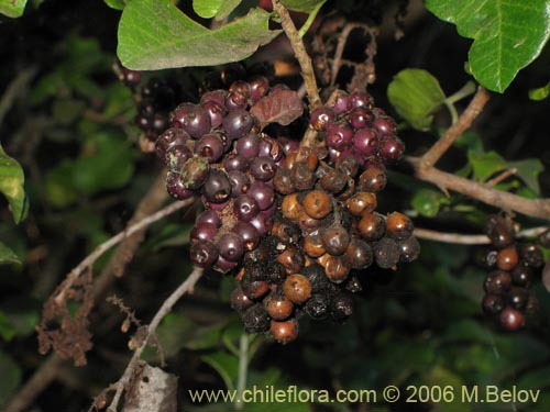 Image of Schinus latifolius (Molle). Click to enlarge parts of image.