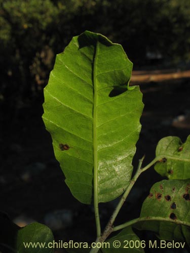 Schinus latifolius的照片