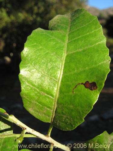 Imágen de Schinus latifolius (Molle). Haga un clic para aumentar parte de imágen.