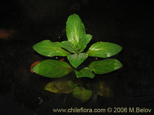Image of Unidentified Plant sp. #2303 (). Click to enlarge parts of image.