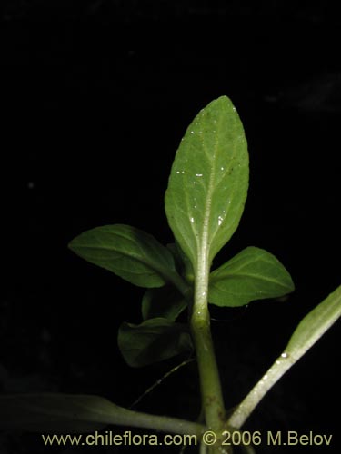Image of Unidentified Plant sp. #2303 (). Click to enlarge parts of image.