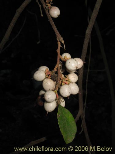 Image of Azara celastrina (Lilén). Click to enlarge parts of image.