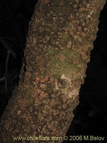 Image of Azara celastrina (Lilén). Click to enlarge parts of image.