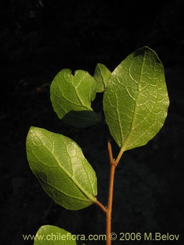 Image of Azara celastrina (Lilén). Click to enlarge parts of image.