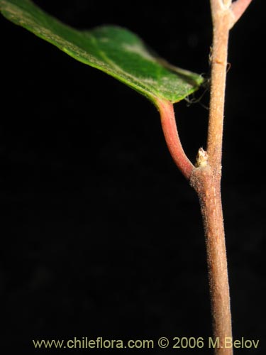 Image of Azara celastrina (Lilén). Click to enlarge parts of image.