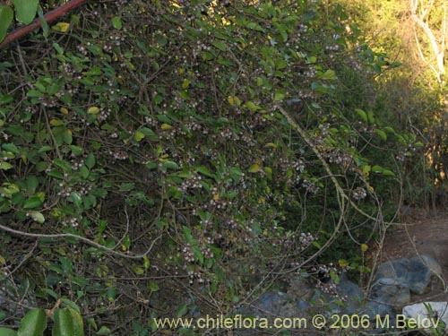 Image of Azara celastrina (Lilén). Click to enlarge parts of image.