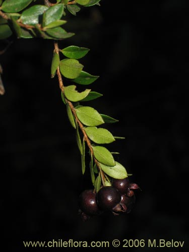 Image of Luma chequen (Chequen / Arrayan blanco). Click to enlarge parts of image.