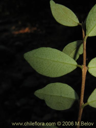 Image of Luma chequen (Chequen / Arrayan blanco). Click to enlarge parts of image.