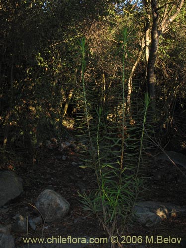 Bild von Lobelia excelsa (Tabaco del diablo / Tupa / Trupa). Klicken Sie, um den Ausschnitt zu vergrössern.