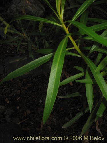 Imágen de Lobelia excelsa (Tabaco del diablo / Tupa / Trupa). Haga un clic para aumentar parte de imágen.