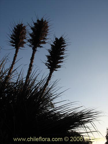 Image of Puya chilensis (Puya / Chagual). Click to enlarge parts of image.