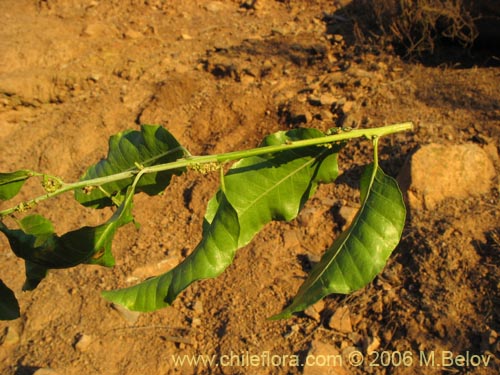 Imágen de Schinus latifolius (Molle). Haga un clic para aumentar parte de imágen.