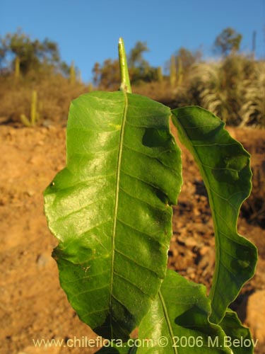 Image of Schinus latifolius (Molle). Click to enlarge parts of image.