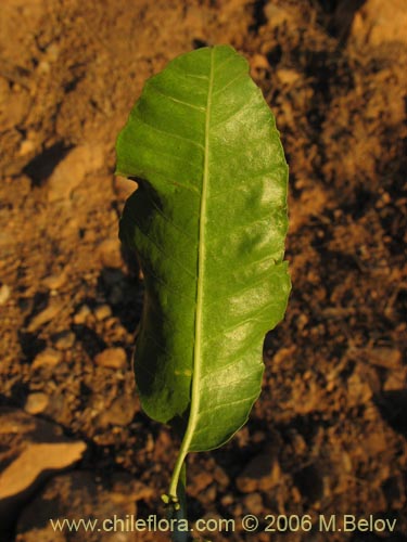 Image of Schinus latifolius (Molle). Click to enlarge parts of image.