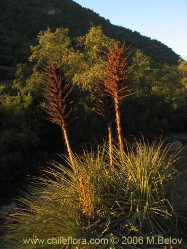 Bild von Puya chilensis (Puya / Chagual). Klicken Sie, um den Ausschnitt zu vergrössern.