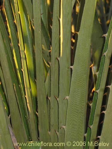 Bild von Puya chilensis (Puya / Chagual). Klicken Sie, um den Ausschnitt zu vergrössern.