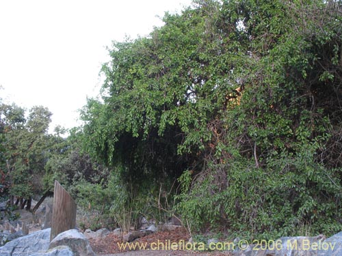 Imágen de Schinus latifolius (Molle). Haga un clic para aumentar parte de imágen.