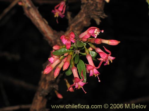Image of Fuchsia lycioides (Palo de yegua / Palo falso). Click to enlarge parts of image.