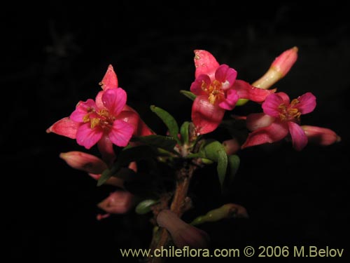 Bild von Fuchsia lycioides (Palo de yegua / Palo falso). Klicken Sie, um den Ausschnitt zu vergrössern.