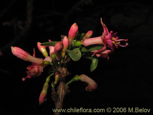 Bild von Fuchsia lycioides (Palo de yegua / Palo falso). Klicken Sie, um den Ausschnitt zu vergrössern.