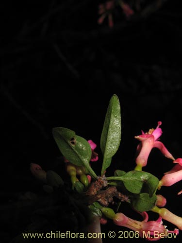 Imágen de Fuchsia lycioides (Palo de yegua / Palo falso). Haga un clic para aumentar parte de imágen.