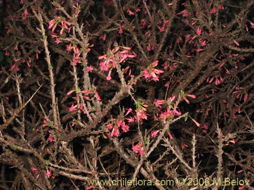 Image of Fuchsia lycioides (Palo de yegua / Palo falso). Click to enlarge parts of image.