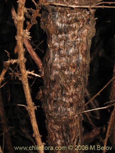 Image of Fuchsia lycioides (Palo de yegua / Palo falso). Click to enlarge parts of image.