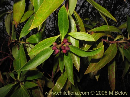 Bild von Pittosporum sp. #2368 (). Klicken Sie, um den Ausschnitt zu vergrössern.