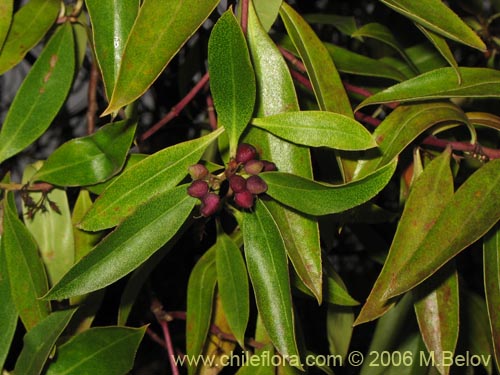 Bild von Pittosporum sp. #2368 (). Klicken Sie, um den Ausschnitt zu vergrössern.