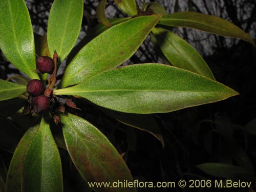 Image of Pittosporum sp. #2368 (). Click to enlarge parts of image.