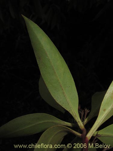 Image of Pittosporum sp. #2368 (). Click to enlarge parts of image.