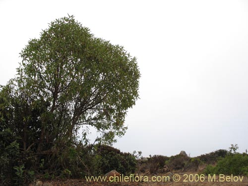 Bild von Pittosporum sp. #2368 (). Klicken Sie, um den Ausschnitt zu vergrössern.