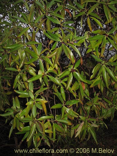 Bild von Pittosporum sp. #2368 (). Klicken Sie, um den Ausschnitt zu vergrössern.