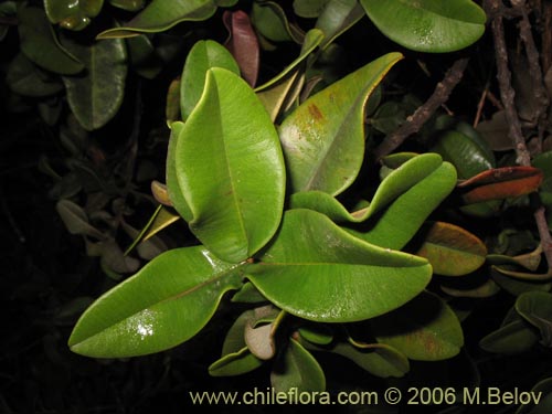 Image of Pouteria splendens (Lucumo silvestre). Click to enlarge parts of image.