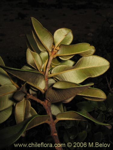 Фотография Pouteria splendens (Lucumo silvestre). Щелкните, чтобы увеличить вырез.