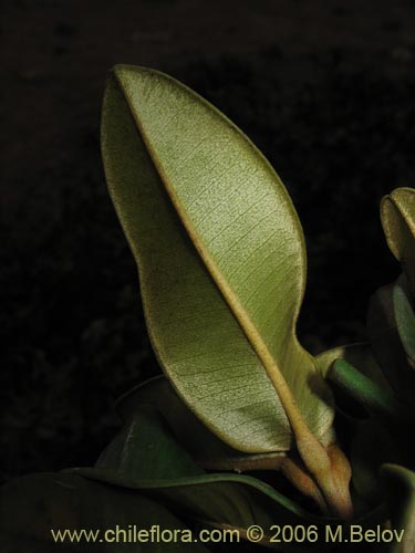 Фотография Pouteria splendens (Lucumo silvestre). Щелкните, чтобы увеличить вырез.