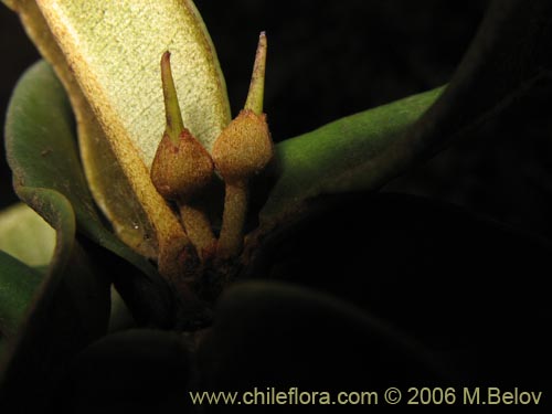 Pouteria splendensの写真