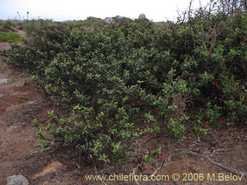 Image of Pouteria splendens (Lucumo silvestre). Click to enlarge parts of image.