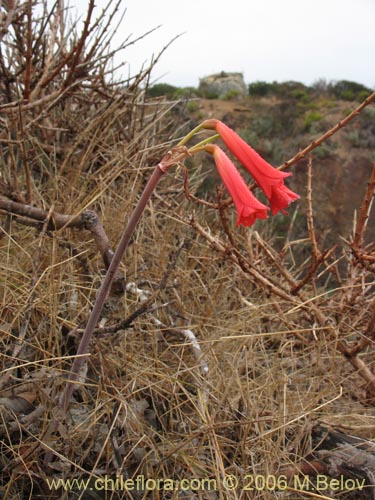 Imágen de Phycella ignea (Añañuca de fuego). Haga un clic para aumentar parte de imágen.