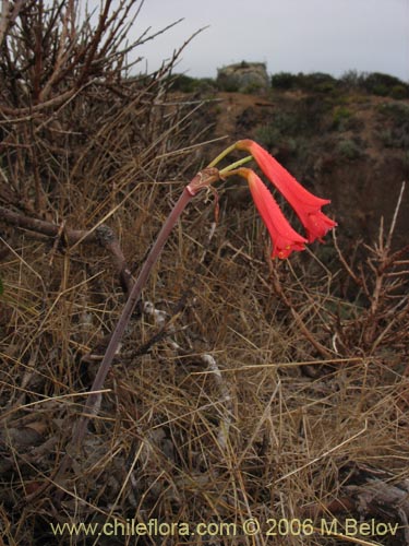 Imágen de Phycella ignea (Añañuca de fuego). Haga un clic para aumentar parte de imágen.